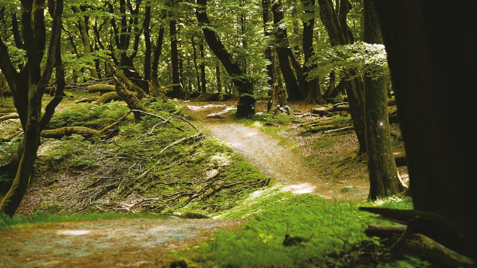 Der Wald Rold Skov | RebildPorten